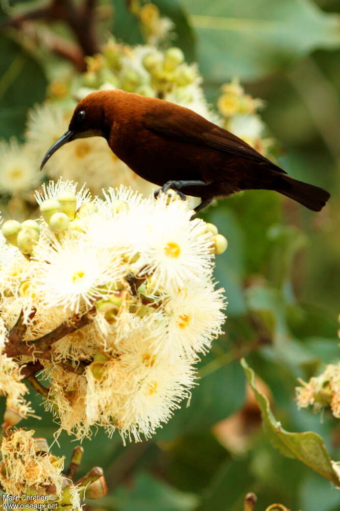 Carmelite Sunbird male adult