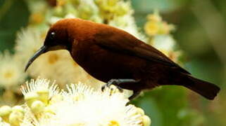 Carmelite Sunbird