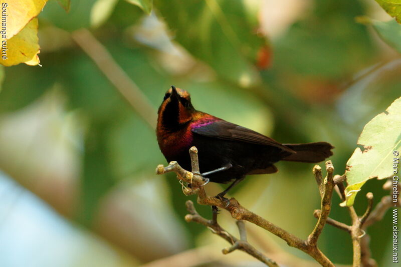 Copper Sunbird male adult