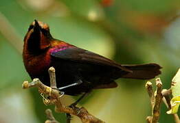 Copper Sunbird