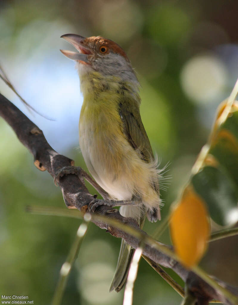 Rufous-browed Peppershrikeadult, song