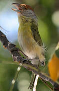 Rufous-browed Peppershrike