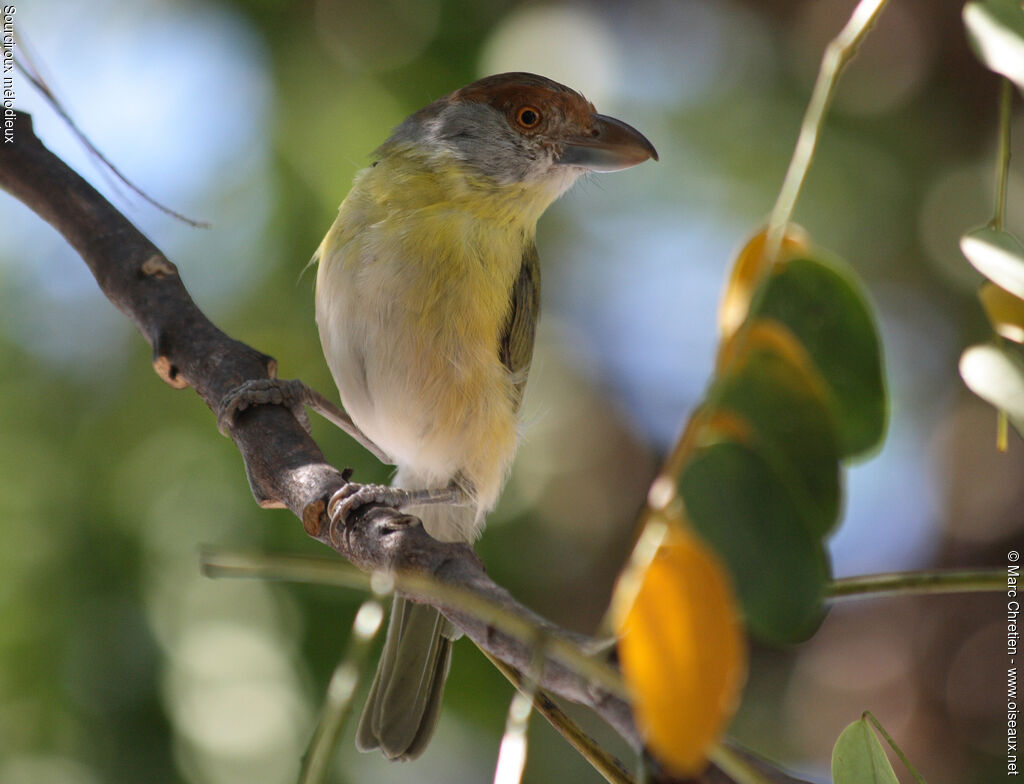 Rufous-browed Peppershrike