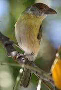 Rufous-browed Peppershrike