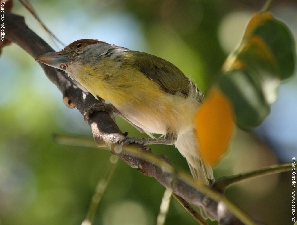 Rufous-browed Peppershrike