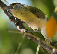 Rufous-browed Peppershrike