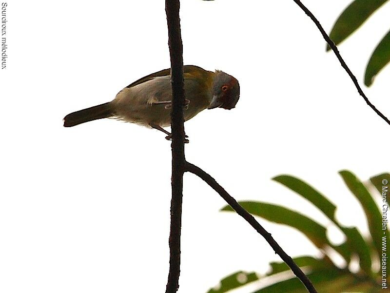 Rufous-browed Peppershrike male adult