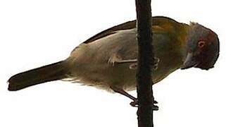 Rufous-browed Peppershrike