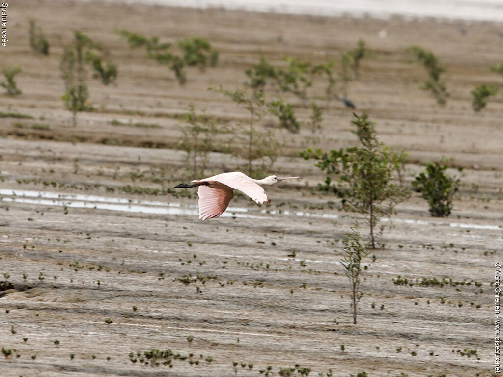 Roseate Spoonbillimmature