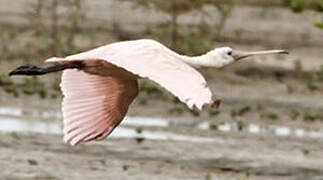 Roseate Spoonbill