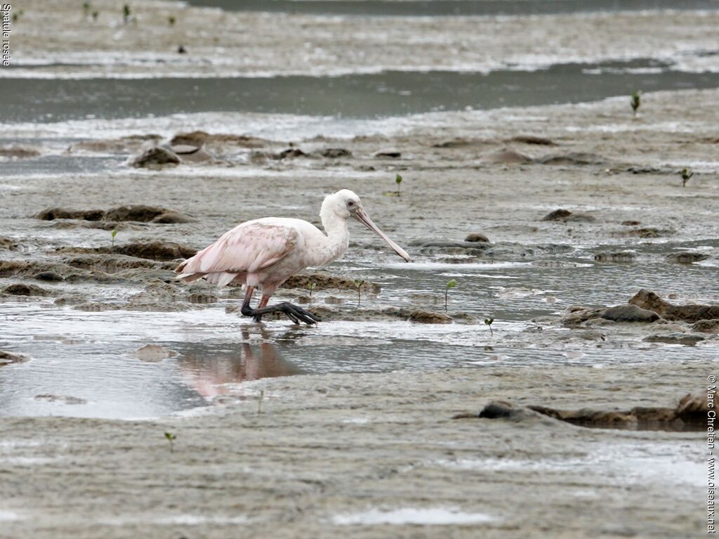 Roseate Spoonbillimmature