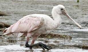 Roseate Spoonbill