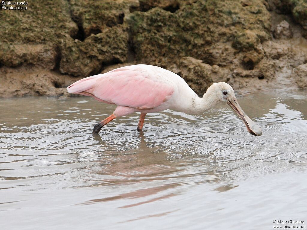 Roseate Spoonbill