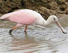 Roseate Spoonbill