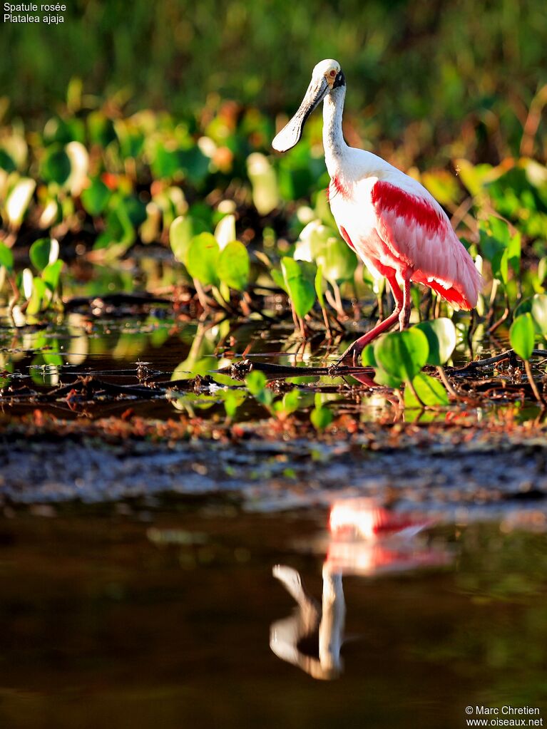 Roseate Spoonbilladult