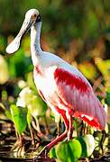 Roseate Spoonbill