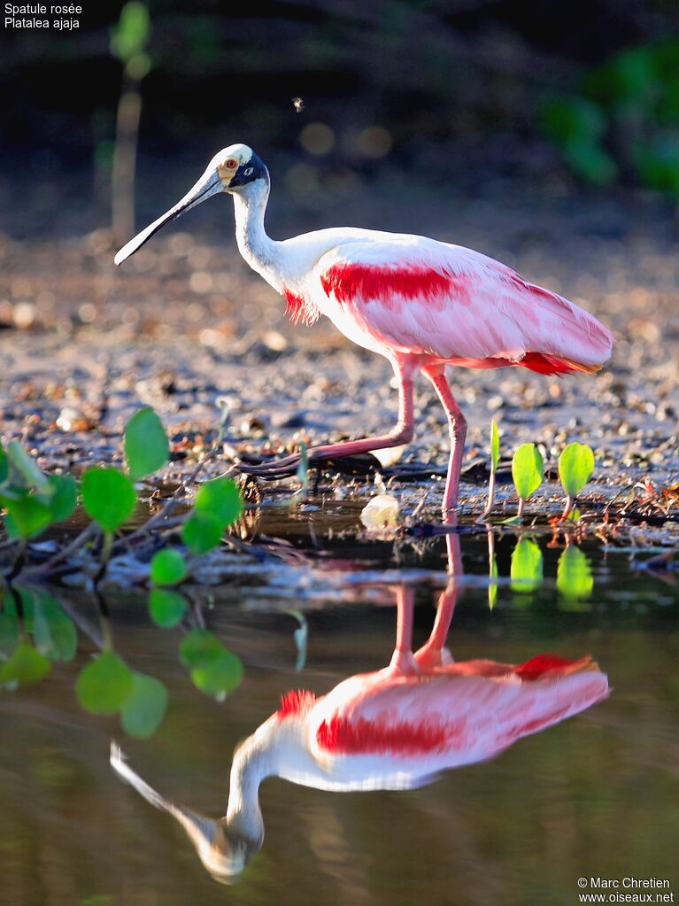 Roseate Spoonbilladult