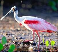 Roseate Spoonbill