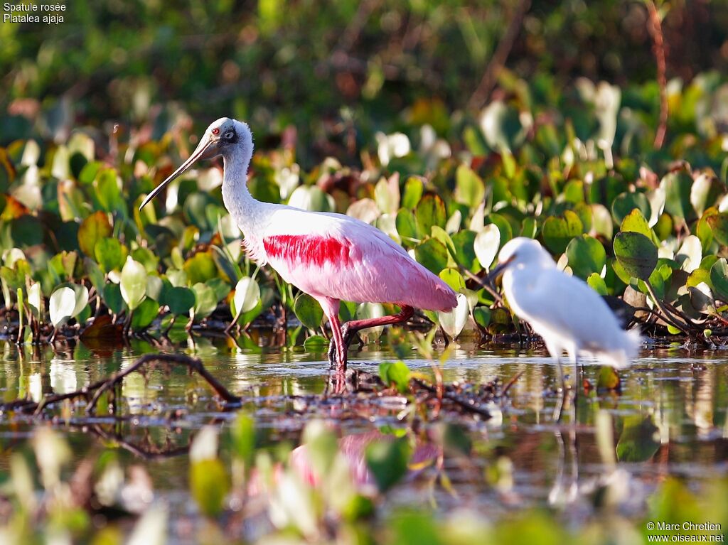 Roseate Spoonbilladult