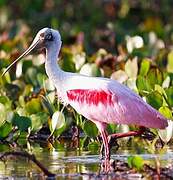 Roseate Spoonbill