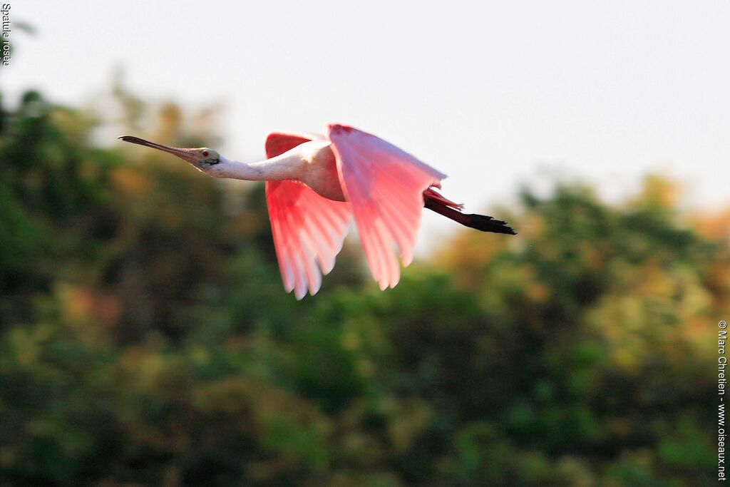 Roseate Spoonbilladult