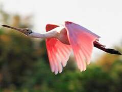 Roseate Spoonbill