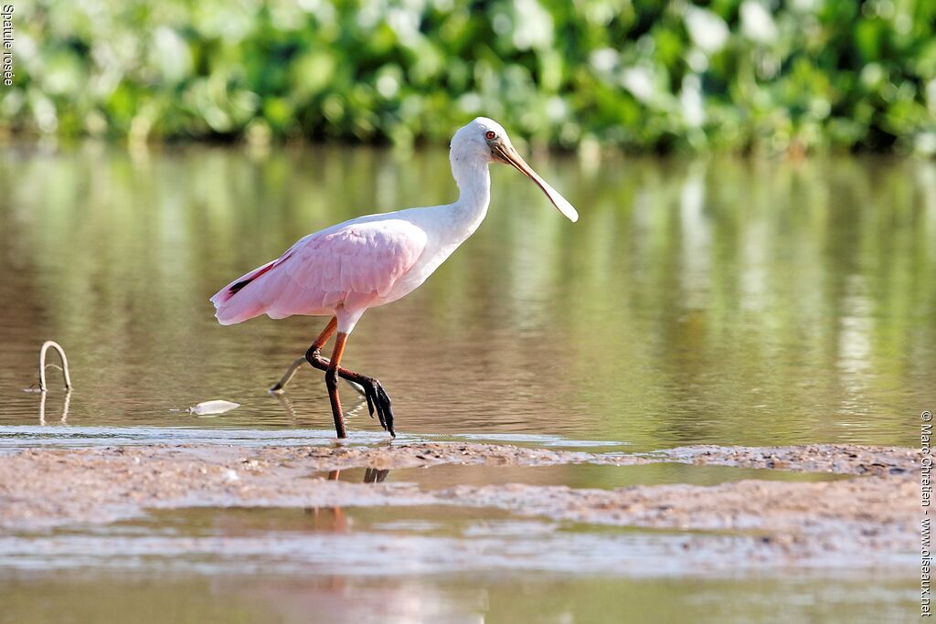 Roseate Spoonbillimmature