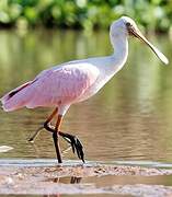 Roseate Spoonbill