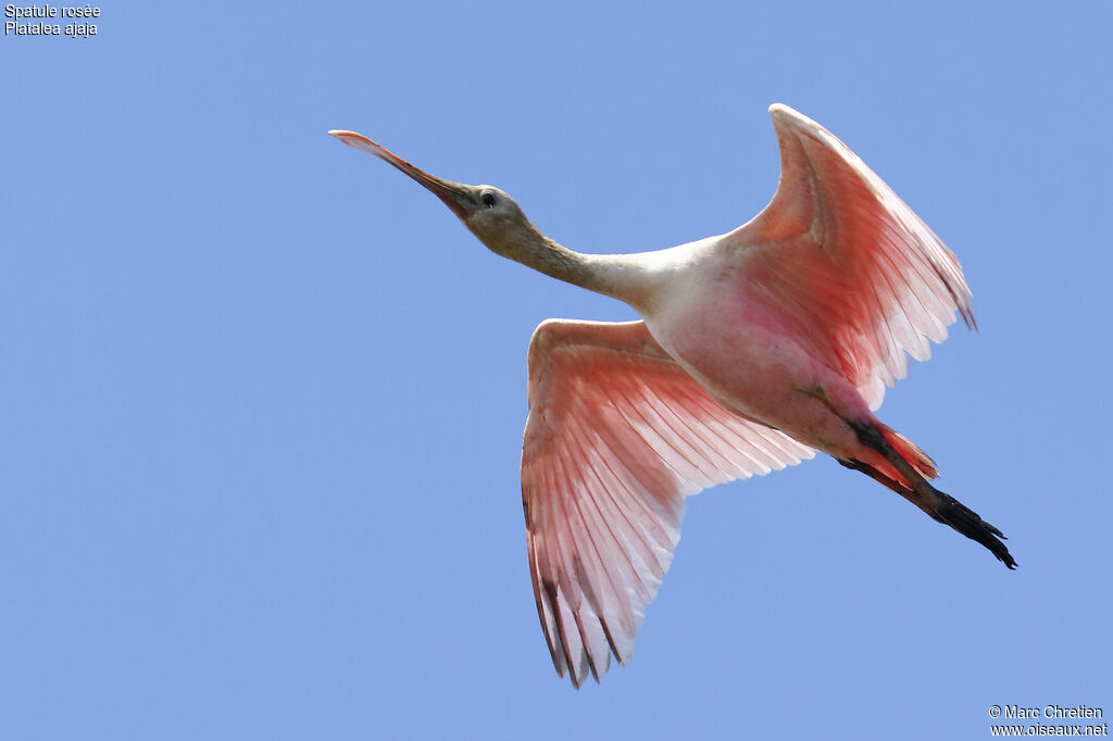 Roseate Spoonbillimmature