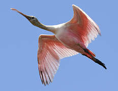 Roseate Spoonbill