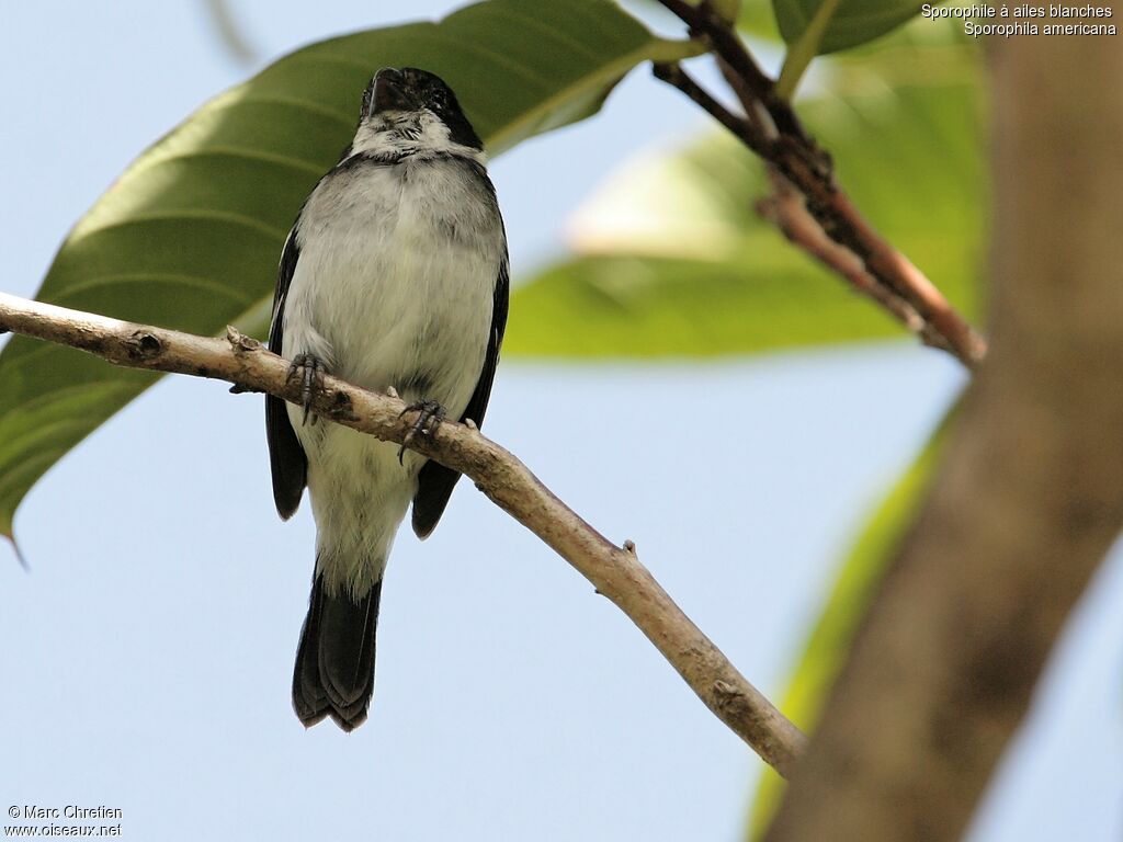 Sporophile à ailes blanches