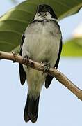 Wing-barred Seedeater