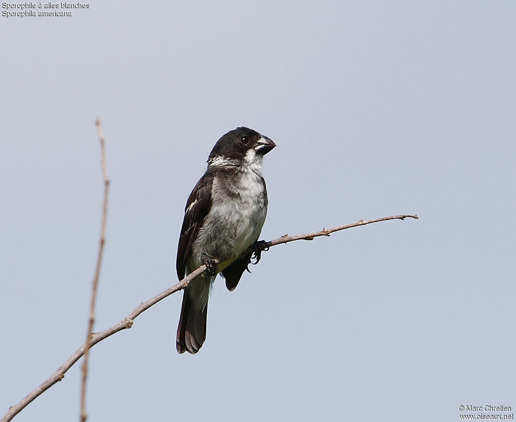 Wing-barred Seedeater