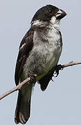 Wing-barred Seedeater