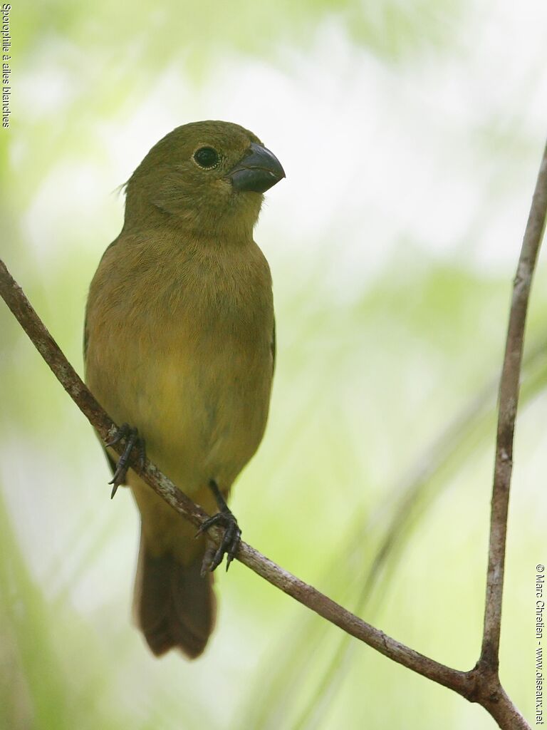 Sporophile à ailes blanches femelle adulte