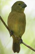 Wing-barred Seedeater