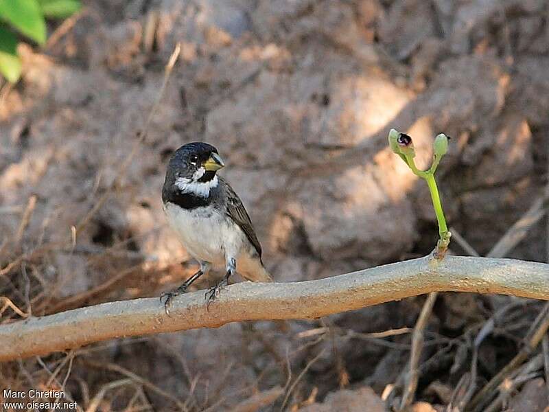 Double-collared Seedeateradult, close-up portrait