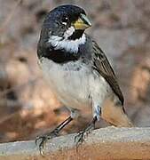 Double-collared Seedeater