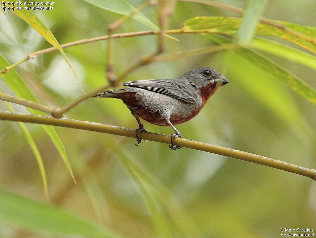 Chestnut-bellied Seedeater male adult