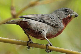 Chestnut-bellied Seedeater