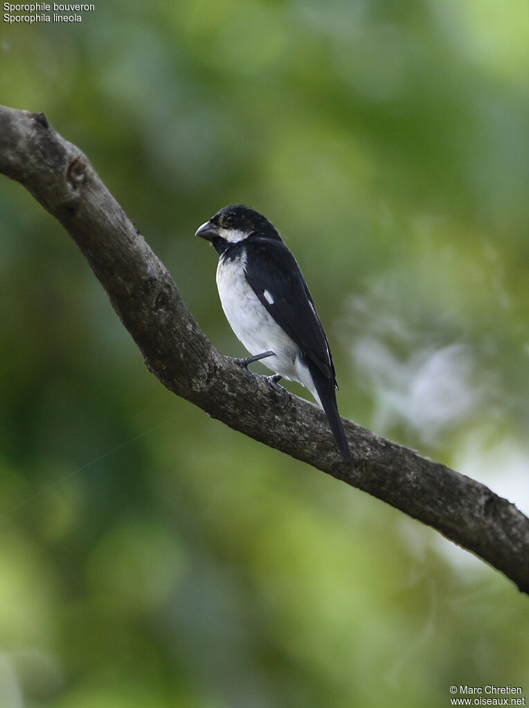 Lined Seedeater male