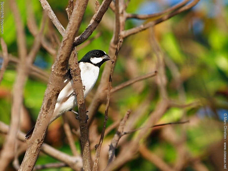 Lined Seedeater male adult