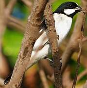 Lined Seedeater