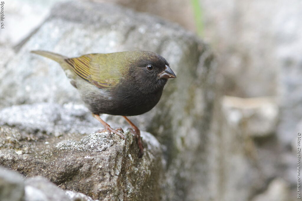 Black-faced Grassquit male adult