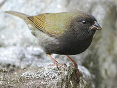 Sporophile cici