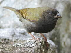 Black-faced Grassquit