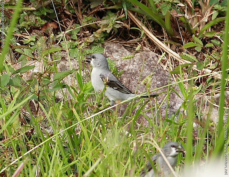 Sporophile gris-de-plomb