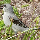Sporophile gris-de-plomb
