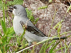 Plumbeous Seedeater