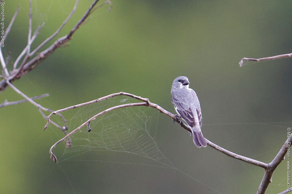 Sporophile gris-de-plomb mâle adulte